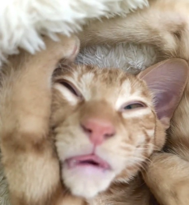 口をパクパクさせながら寝る猫