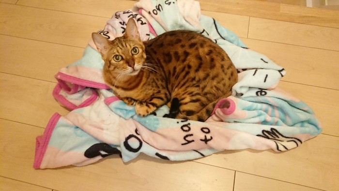 毛布に乗る猫