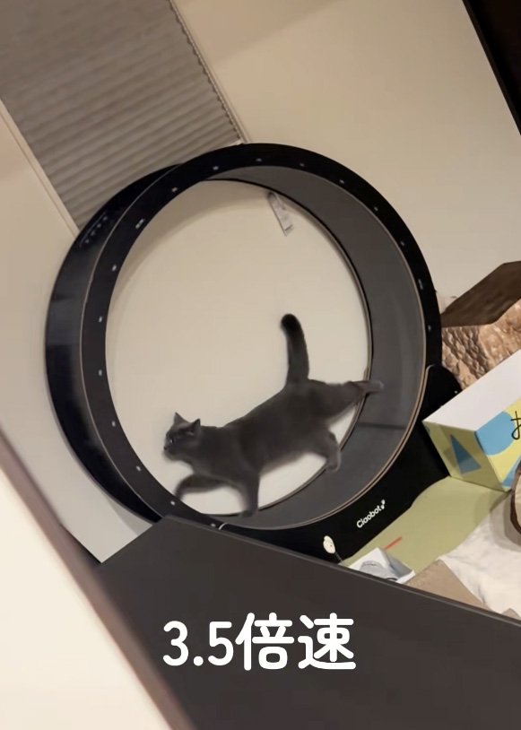 優雅な猫