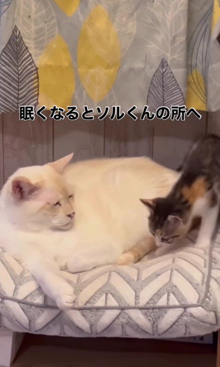 モナカちゃんとソルくん