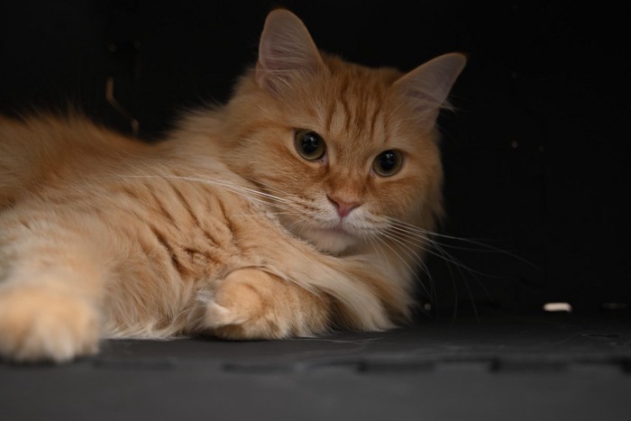 暗いところに隠れる猫（マンチカン）