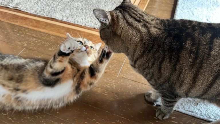 じゃれ合う猫たち