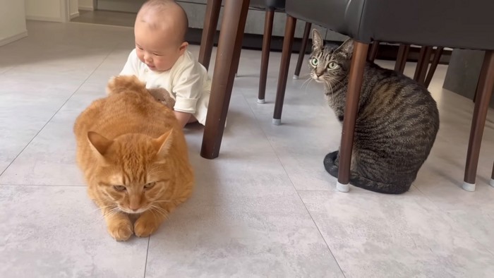 ちらっと見る猫