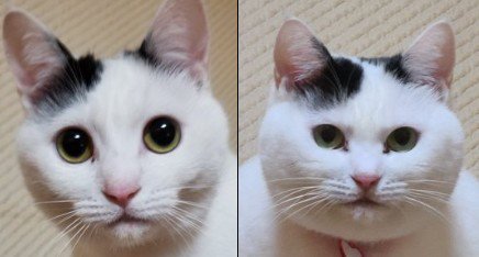 猫の夏毛と冬毛を比較