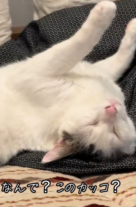 へそ天でひっくり返って寝ている猫の顔のアップ