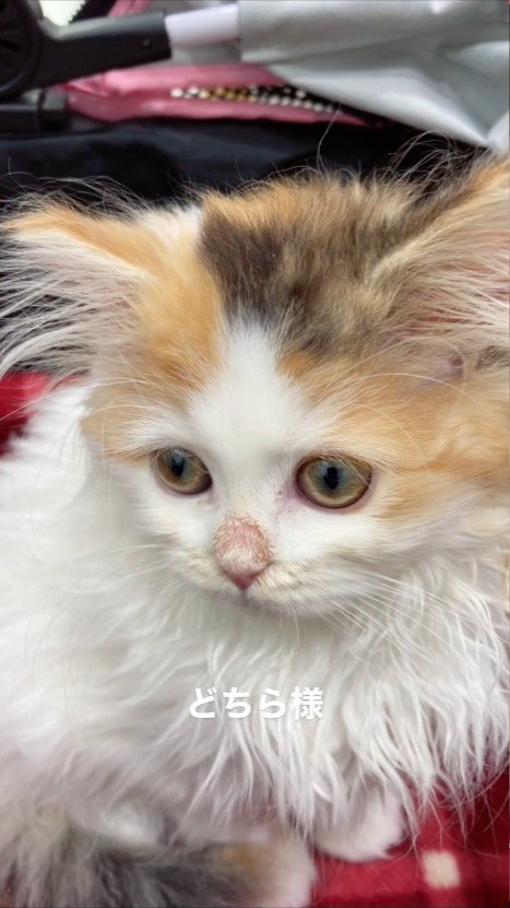 鼻の上が赤い子猫