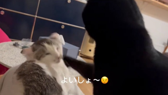 パンチする猫