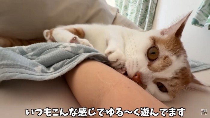 人間にじゃれる猫