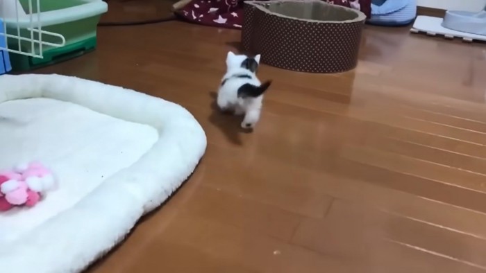 子猫の後ろ姿