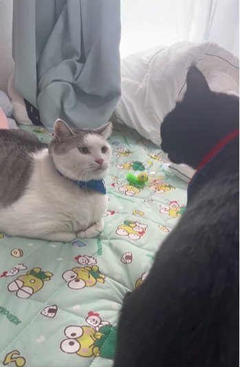 向かい合っている2匹の猫