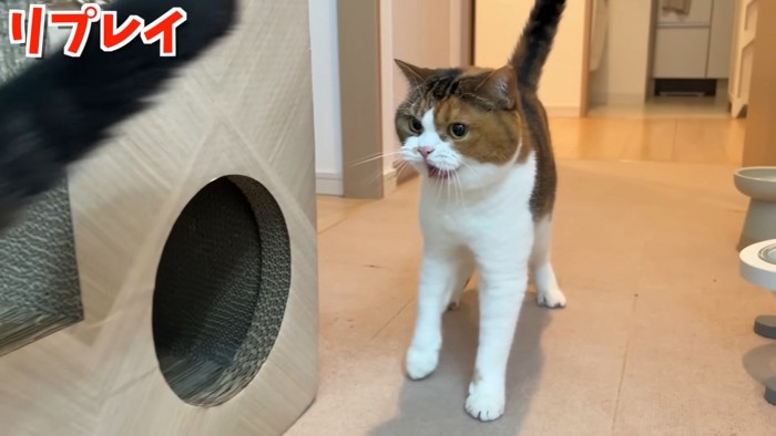 怒りの顔のライラちゃん