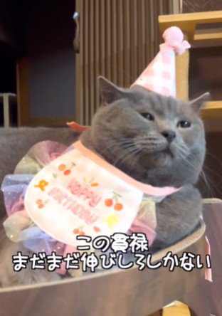 スタイをつけて帽子をかぶる猫