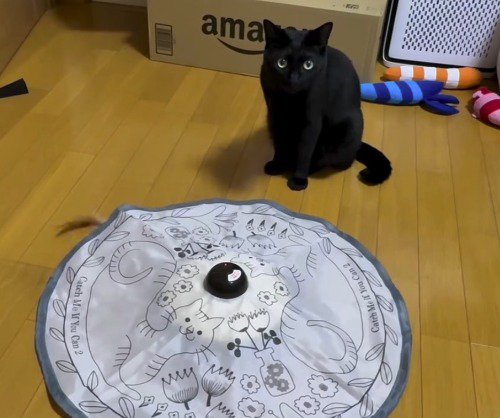 おもちゃの前に座る猫