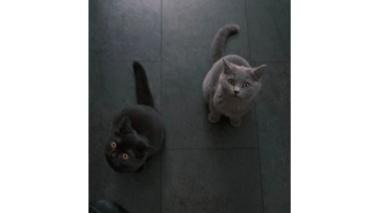 室内にいる猫