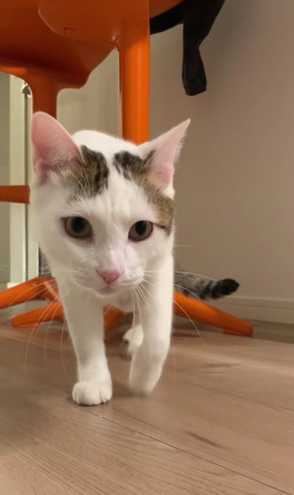 歩いてくるぶち猫