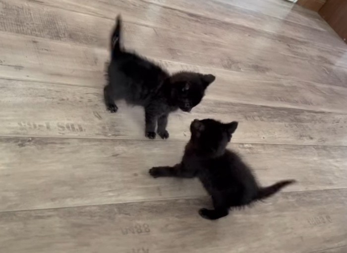 じゃれ合う2匹の黒猫