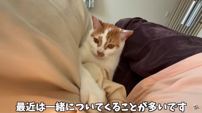 寝そべる人間に寄り添う猫