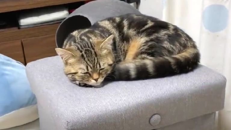 眠っている猫