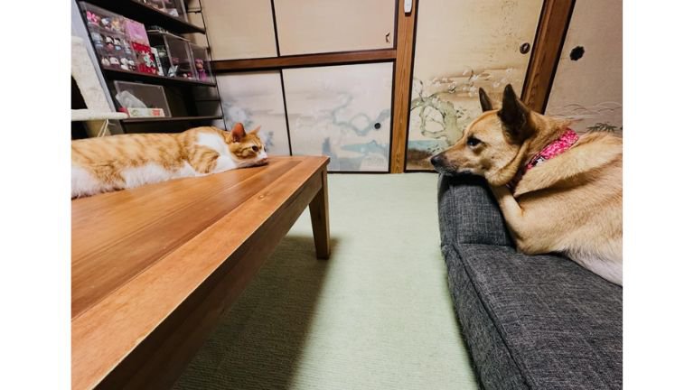 猫と犬
