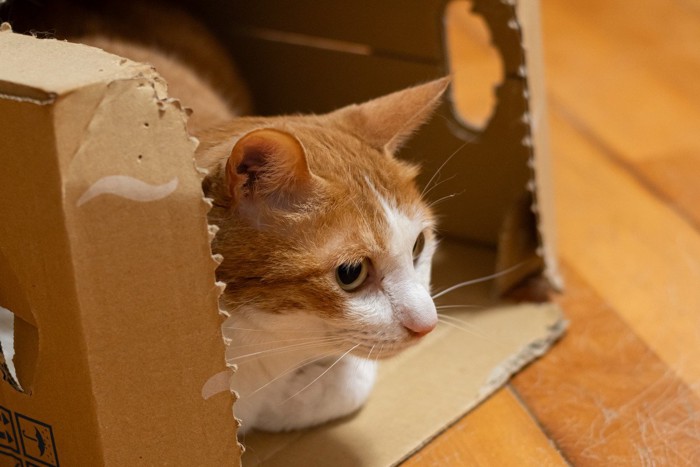 ダンボール箱と猫