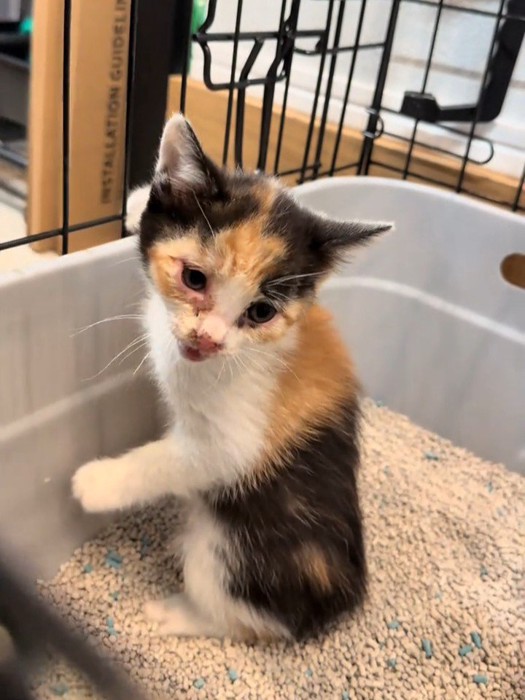 振り向いて鳴く子猫