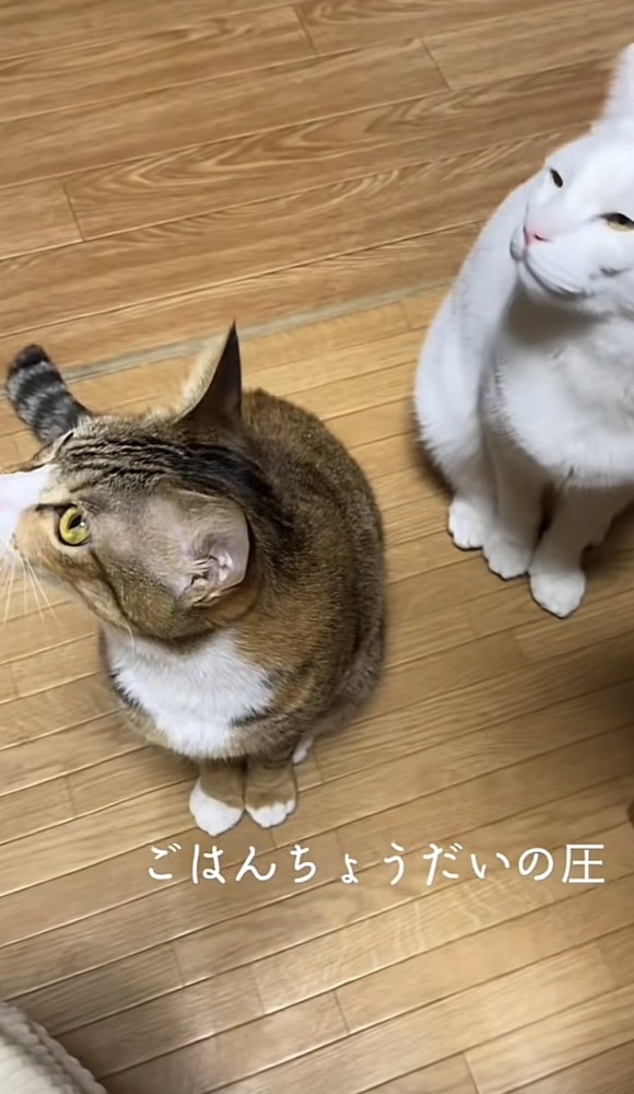 「ごはんちょうだいの圧」のテロップ写真3