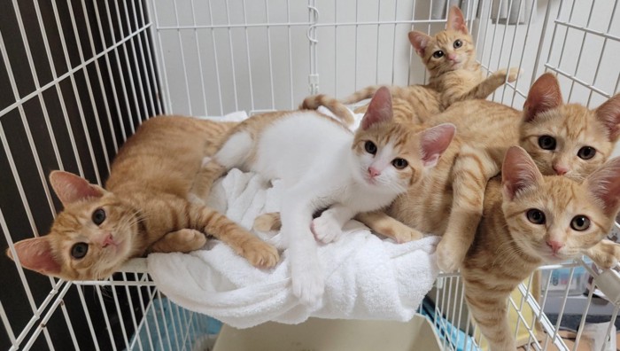 兄弟の子猫たち