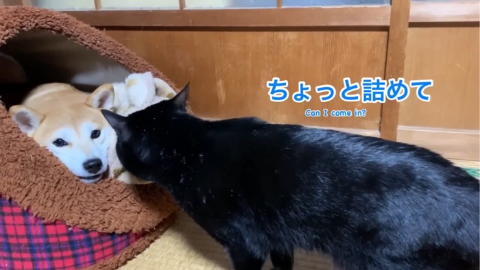 においを嗅ぐ猫