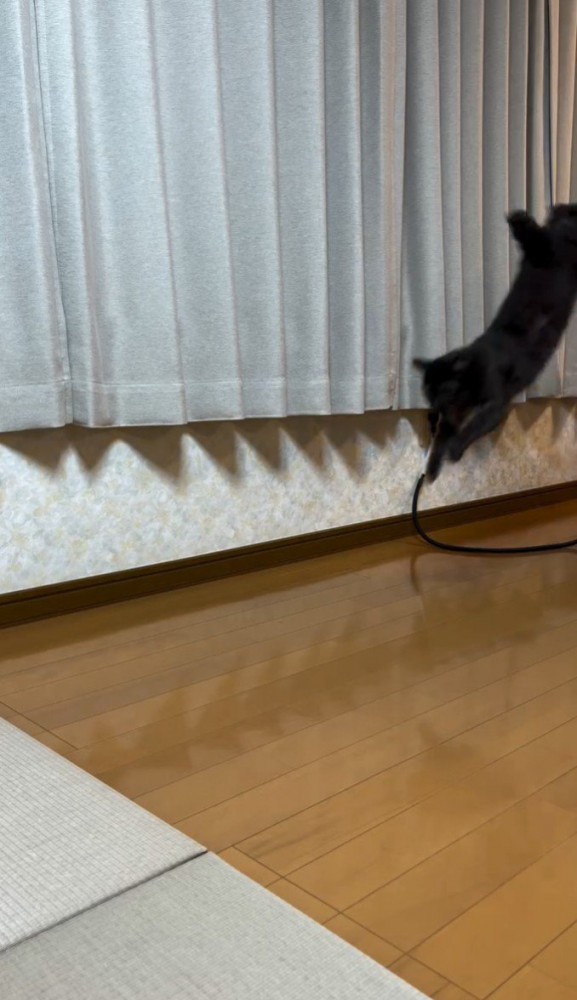 ジャンプする猫