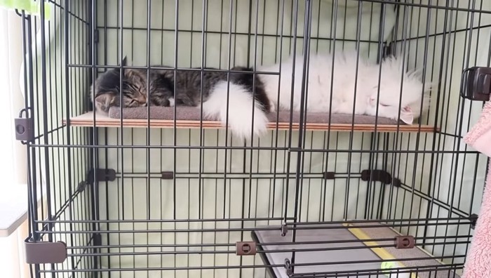 お昼寝するふたり