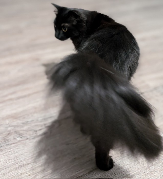 ふさふさしっぽのモアさん