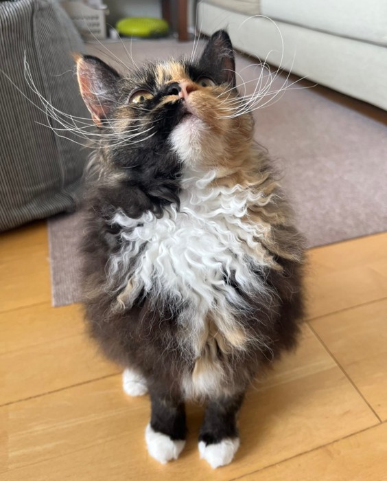 威厳のあるエカちゃん