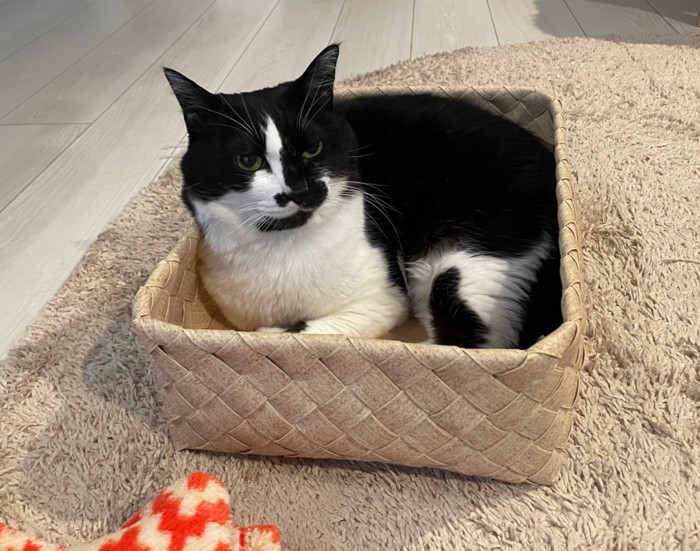 かごに入った猫