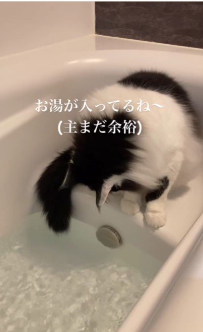 湯船の中に座っている猫