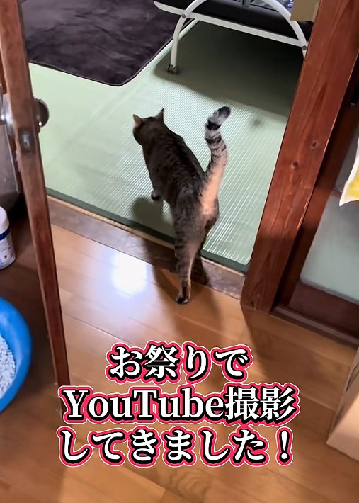 入って行く猫