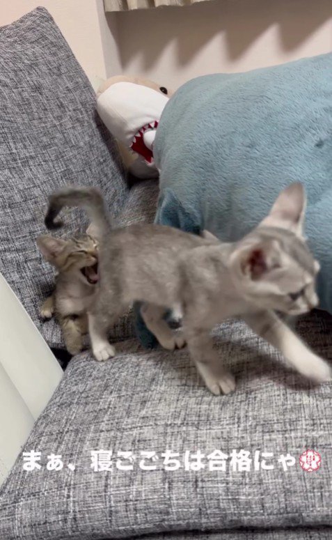 ソファの上の2匹の子猫