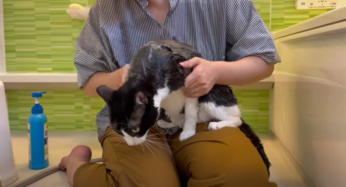 お風呂に入る猫