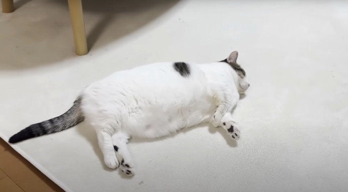 カーペットの上で真横になる猫