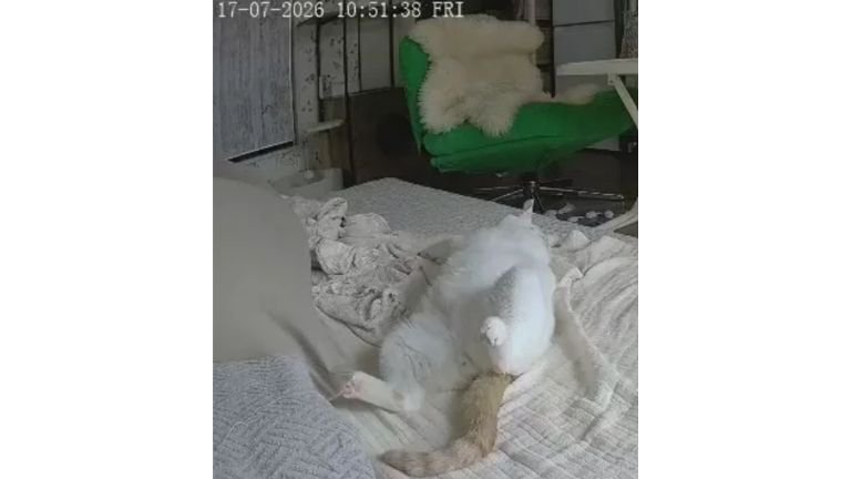 ペットカメラにうつる猫