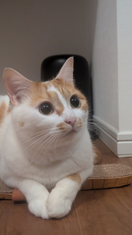 スリッパに寄り添う猫