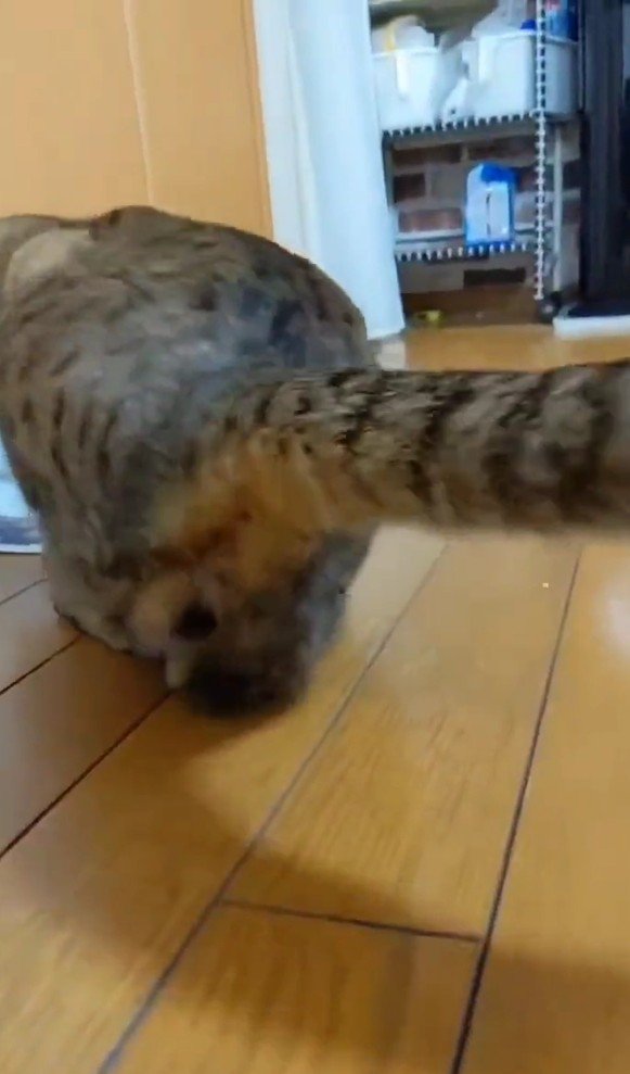 水を飲むトロロくん