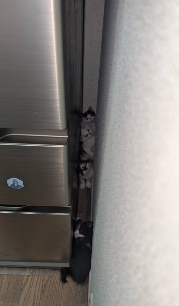 冷蔵庫横に入る子猫たち