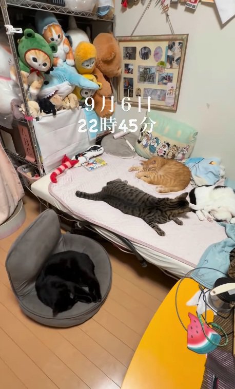クッションで寝る猫