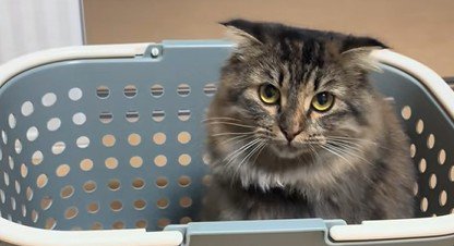 洗濯カゴの中に入ってこちらを見る猫