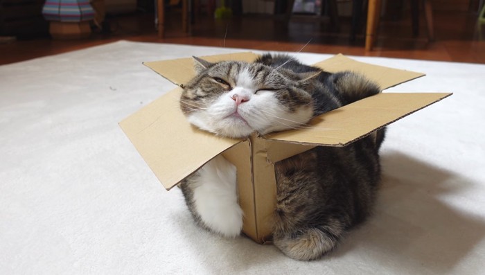 溶けたまるさん