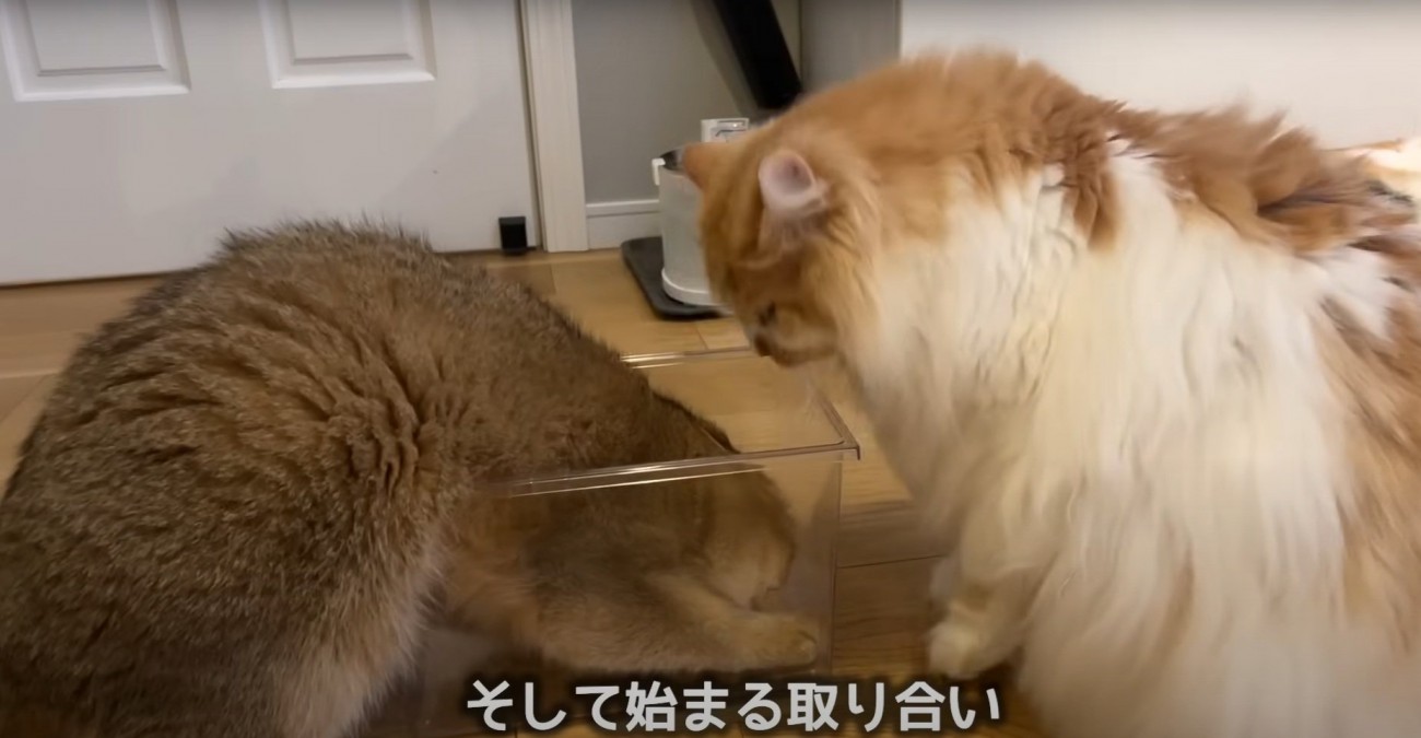 箱を争う2匹の猫