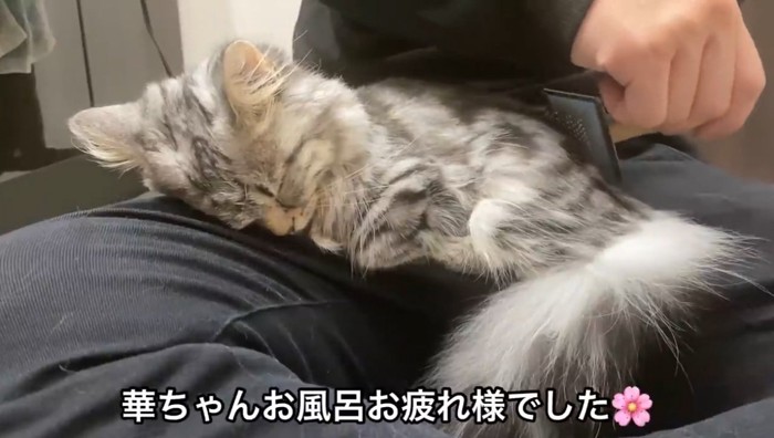 膝の上で眠る猫