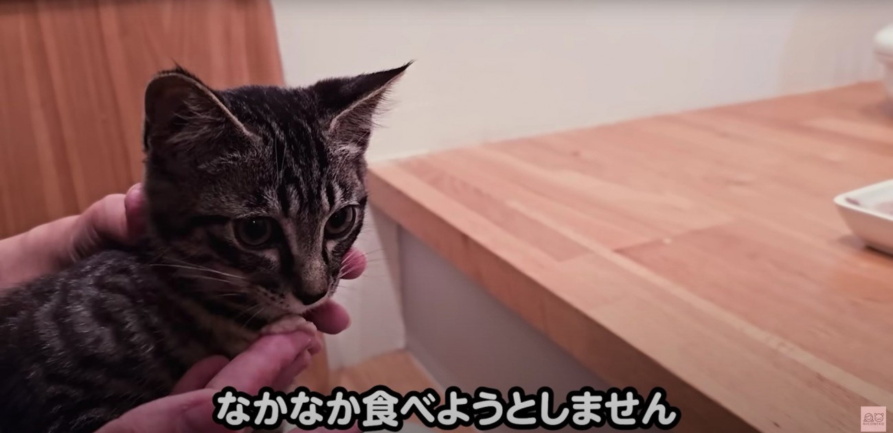 人にご飯を食べさせてもらっている子猫