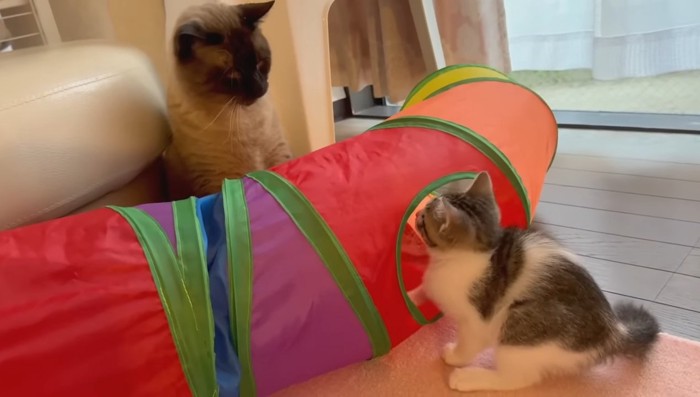 見つめ合うふたり