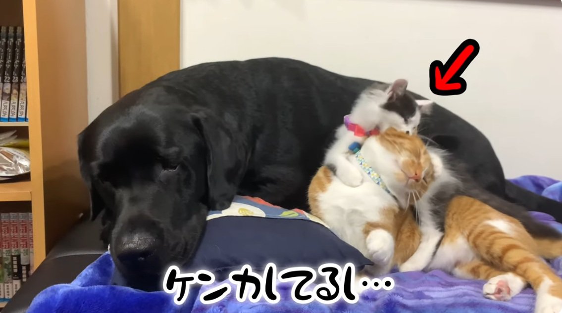 ラブラドールのそばでけんかするぶち猫と茶トラ猫